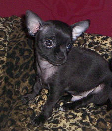 Chanel Small