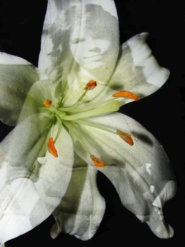 Denise Cutrell