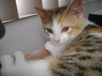 Nelly Neut