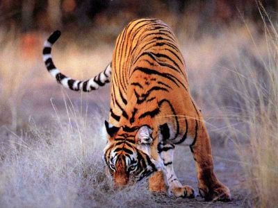 Pradeep Pawar