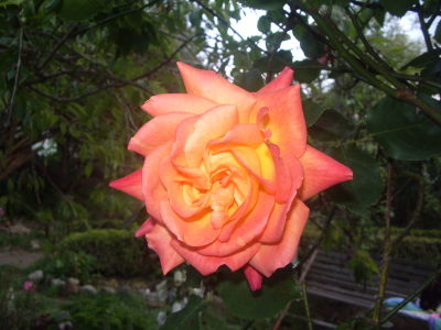 Rose Lindholm