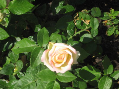 Mary Crockett