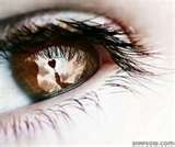 Mohit Pandey