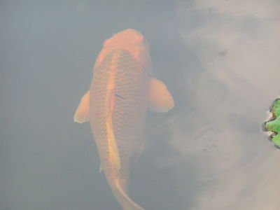 Lucille Sponseller