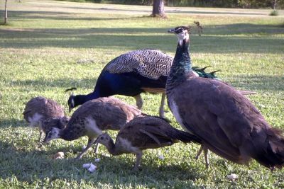 John Peacock