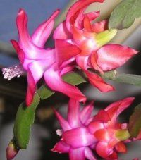 Beverly Bolick Wensel