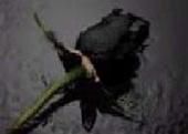 Rose Day