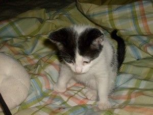 Minnie Newkirk