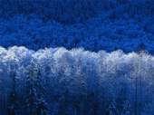 David Shafer