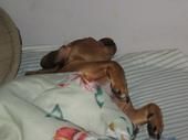 Lydea Sheets