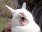Bunnie Phan