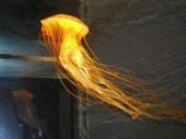 Agapi Ermides