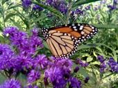Debra Bodi