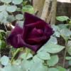 Rajib Ray