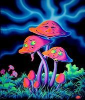 Sean Flora