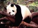 Eddie Chan