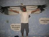 Edson Andrade