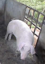 Eduardo Curiel