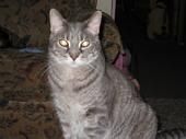 Shelley Botzau
