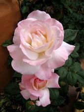 Rose Greene