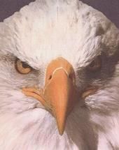 Lawrence Burd