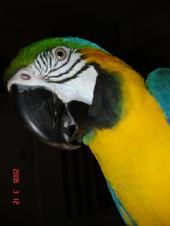 Monty Bird