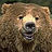 Robert Bears