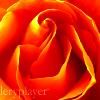 Stacy Blankenbaker