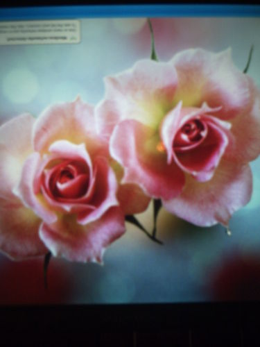 Deborah Bowen
