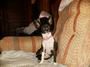 Fannie Ingle