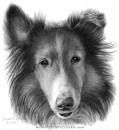 Johnnie Collie