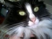 Conoley Williford Condry