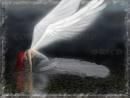 Sharon Connell
