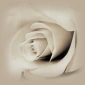 Heather Suriano