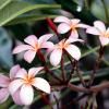 Gemillia Carabajal