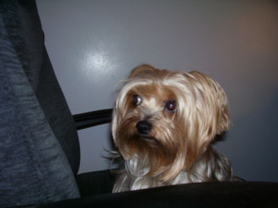 Gidget Zangrilli