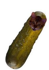 Jonathon Finch