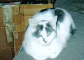 Rose Hamblin