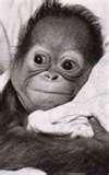 Bobby Mitchell