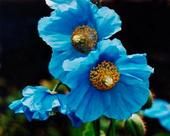 Shirley Almond