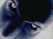 Shawn Sorenson