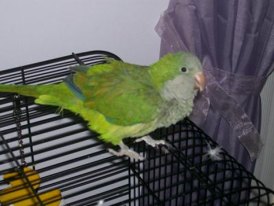 Dina Polo