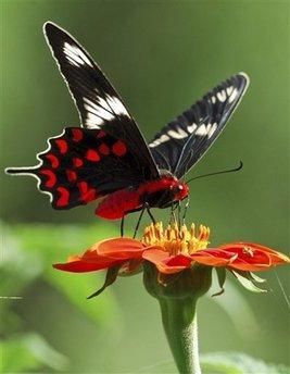 Deborah Jefferies