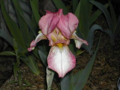 Angela Hall