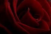 Rose Vierra