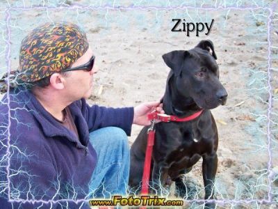 Joseph Zambito