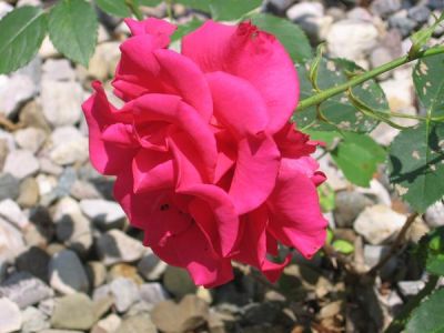 Cammia Grabill