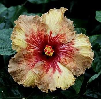 Cheryl Barry
