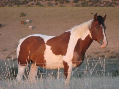 Rhonda Busch