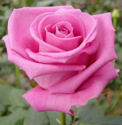 Rose Beckman